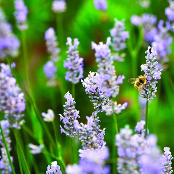 Flower Seeds, Seeds,Seeds For Planting,Plant Seeds
