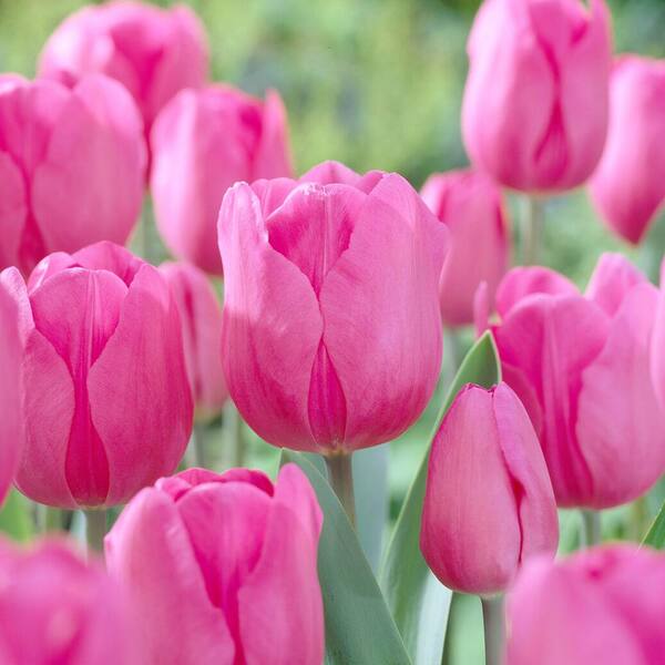 Flower Seeds, Seeds,Seeds For Planting,Plant Seeds
