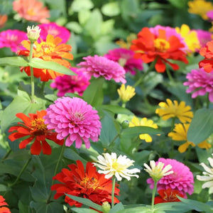 Flower Seeds, Seeds,Seeds For Planting,Plant Seeds