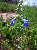 Blue Sage Flower Seeds for Planting – Heirloom, Non-GMO, Colorful Display Garden Seeds