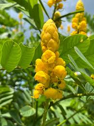 Yellow Candlestick Cassia Flower Seeds for Planting – Heirloom, Non-GMO, High Germination Organic Garden Seeds