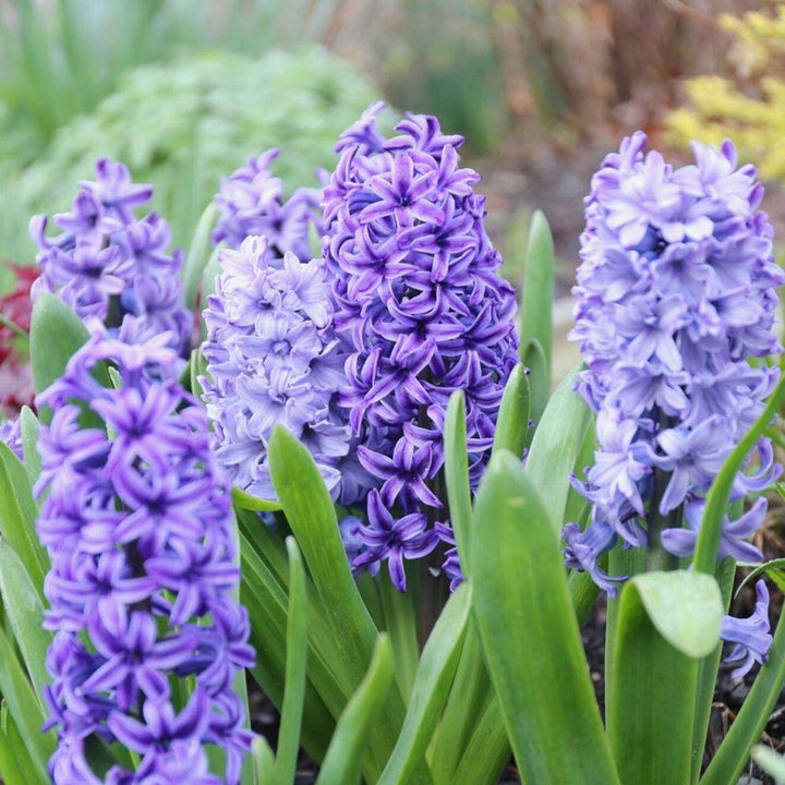 Flower Seeds, Seeds,Seeds For Planting,Plant Seeds