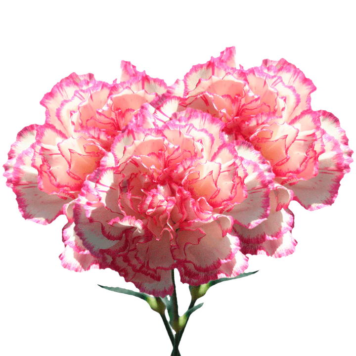 Pink White Carnation Flower Seeds for Planting – Heirloom, Non-GMO, Compact Growth Garden Seeds