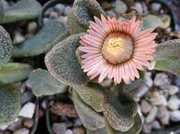 Flower Seeds, Seeds,Seeds For Planting,Plant Seeds