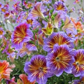Mixed Salpiglossis Flower Seeds for Planting – Heirloom, Non-GMO, High Germination Organic Garden Seeds