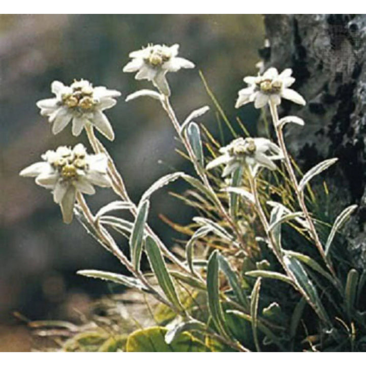 Flower Seeds, Seeds,Seeds For Planting,Plant Seeds
