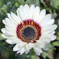 White Sunflower Flower Seeds for Planting – Heirloom, Non-GMO, Seasonal Bloomer, High Germination