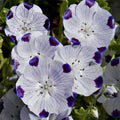 White Blue Maculata Flower Seeds for Planting – Heirloom, Non-GMO, Seasonal Bloomer, High Germination