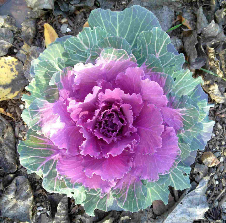 Purple Kale Flower Seeds for Planting – Easy-Grow Heirloom, Non-GMO, High Germination Garden Seeds