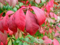 Red Burning Bush Flower Seeds for Planting – Heirloom, Non-GMO, High Germination Organic Garden Seeds