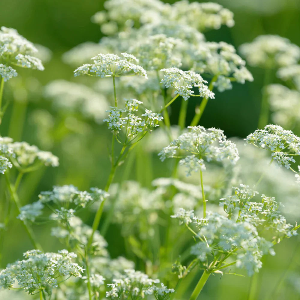 Flower Seeds, Seeds,Seeds For Planting,Plant Seeds