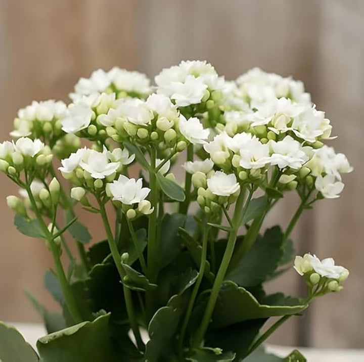 Flower Seeds, Seeds,Seeds For Planting,Plant Seeds
