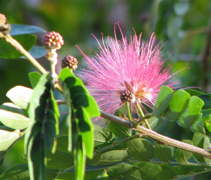 Flower Seeds, Seeds,Seeds For Planting,Plant Seeds