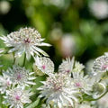 Astrantia Flower Seeds for Planting – Heirloom, Non-GMO, Drought-Tolerant Organic Garden Seeds
