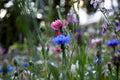 Deep Blue Carnation Flower Seeds for Planting – Heirloom, Non-GMO, High Germination Garden Seeds