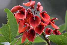 Flower Seeds, Seeds,Seeds For Planting,Plant Seeds