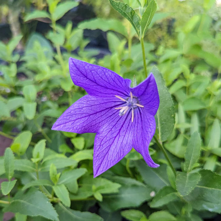 Patycodon Flower Seeds for Planting – Heirloom, Non-GMO, High Germination Organic Garden Seeds