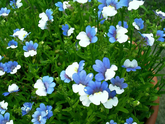 Blue White Nemesia Flower Seeds for Planting – Heirloom, Non-GMO, High Germination Garden Seeds