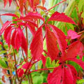 Parthenocissus Flower Seeds for Planting – Heirloom, Non-GMO Wildflower Mix Garden Seeds