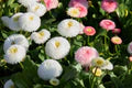 Pink White Bellis Flower Seeds for Planting - Heirloom, Non-GMO, High Germination Organic Garden Seeds