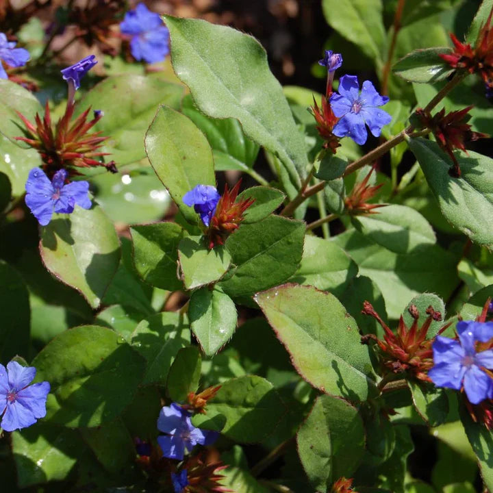 Ceratostigma Plumbaginoides Flower Seeds for Planting – Heirloom, Non-GMO, High Germination Organic Garden Seeds