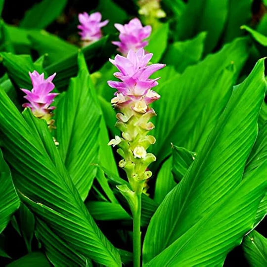Pink Rhizoma Curcuma Flower Seeds for Planting – Heirloom, Non-GMO, High Germination Garden Seeds