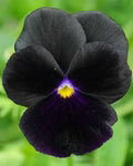 Black Viola Flower Seeds for Planting – Heirloom, Non-GMO, High Germination Organic Garden Seeds