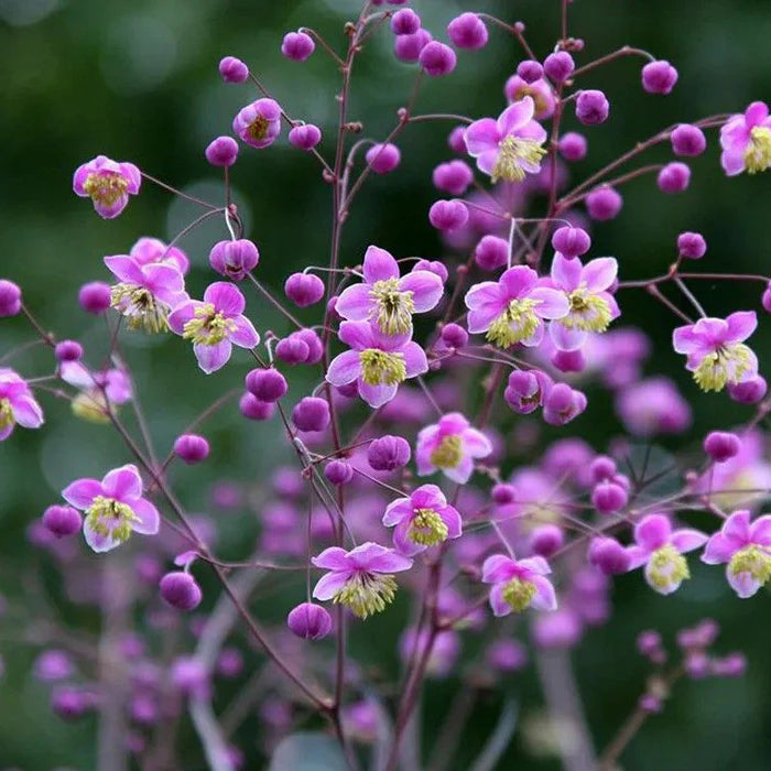 Thalictrum Flower Seeds for Planting – Heirloom, Non-GMO, Premium Quality Garden Seeds