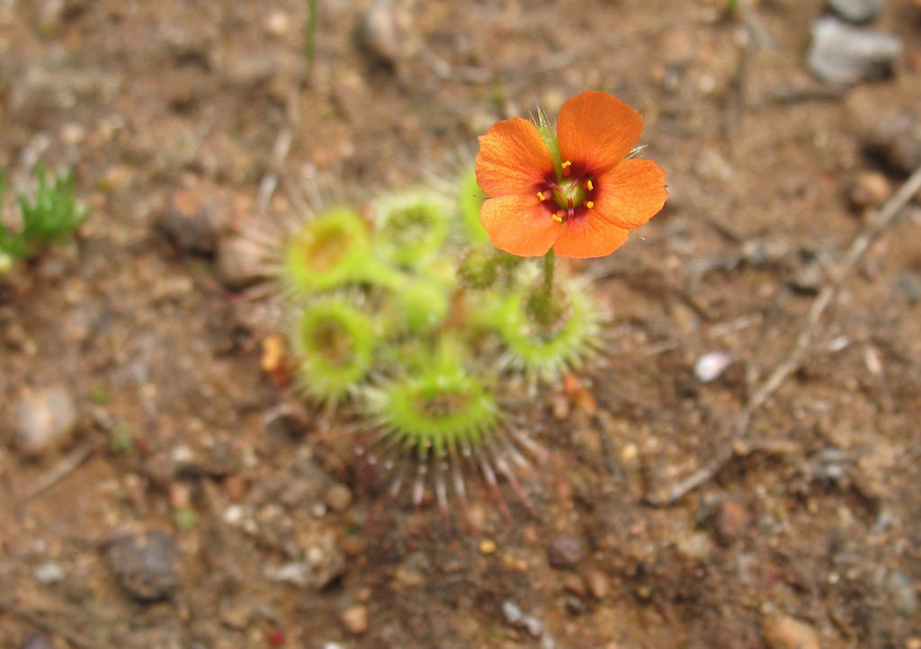 Drosera Glanduligera (Pimpernel Sundew) Plant Seeds for Planting – Heirloom, Non-GMO, Organic Garden Seeds