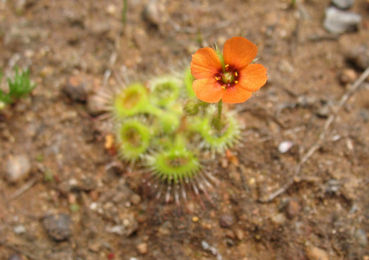 Drosera Glanduligera (Pimpernel Sundew) Plant Seeds for Planting – Heirloom, Non-GMO, Organic Garden Seeds