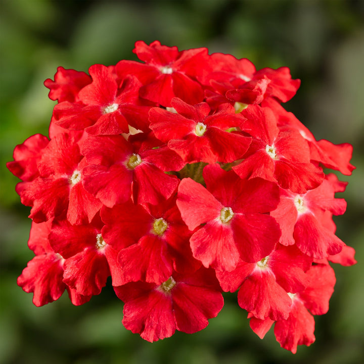 Flower Seeds, Seeds,Seeds For Planting,Plant Seeds