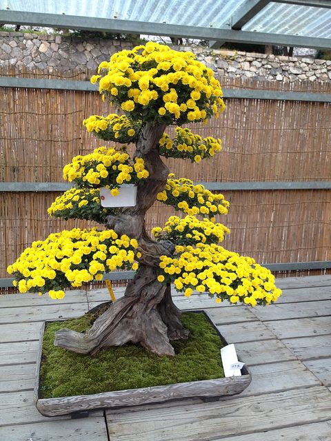 Yellow Simsii Bonsai Flower Seeds for Planting – Pollinator Friendly, Heirloom & Non-GMO Garden Seeds