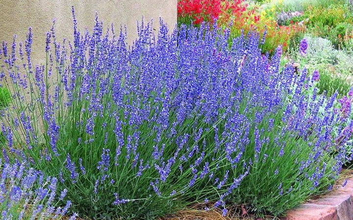 Blue Provence Lavender Flower Seeds for Planting – Heirloom Non-GMO High Germination Organic Garden Seeds