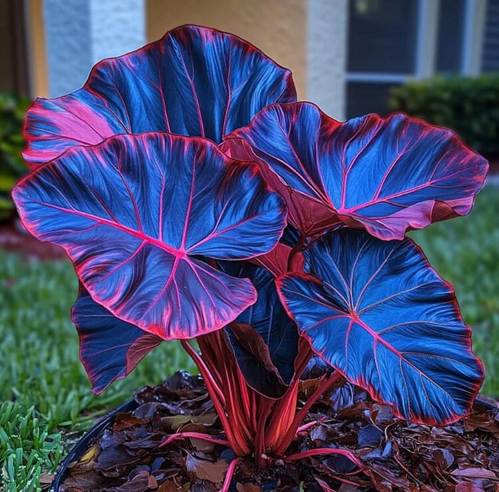 Mix Blue Caladium Flower Seeds for Planting – Heirloom Non-GMO GMO Free Seeds for Home Garden