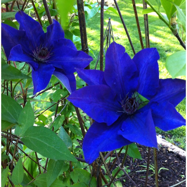 Dark Blue Clematis Flower Seeds for Planting - Heirloom, Non-GMO, Long Bloom Organic Garden Seeds