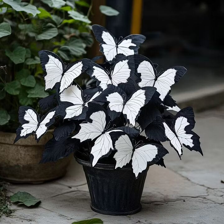 Moonlight Butterfly Begonia Flower Seeds – White | Heirloom Non-GMO Organic Seeds