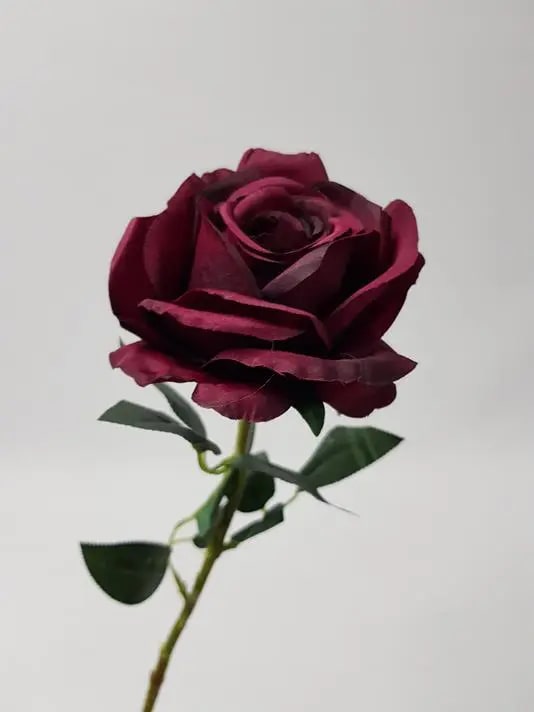 Burgundy Rose Flower Seeds for Planting – Heirloom, Non-GMO, Low Maintenance, High Germination