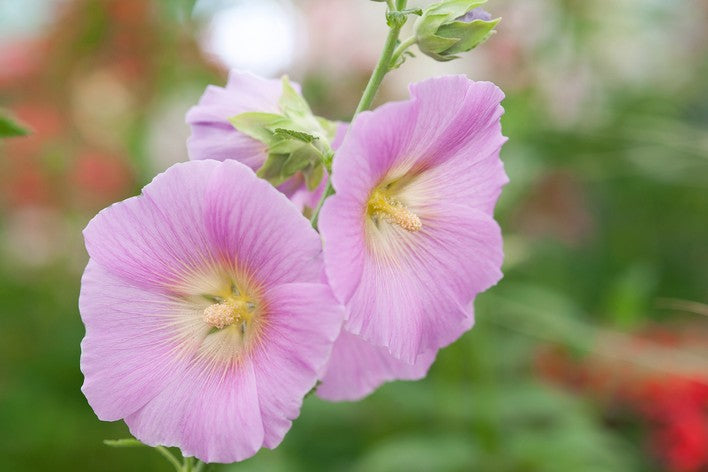 Light Pink Althaea Rosea Flower Seeds for Planting – Heirloom, Non-GMO, High Germination Organic Garden Seeds