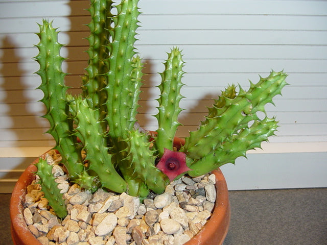 Huernia Keniensis Flower Seeds for Planting – Heirloom Non-GMO, High Germination Organic Garden Seeds