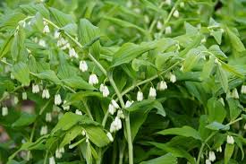 White Solomon’s Flower Seeds for Planting | Heirloom Non-GMO Organic Garden Seeds | Cottage Garden Essential, 100pcs