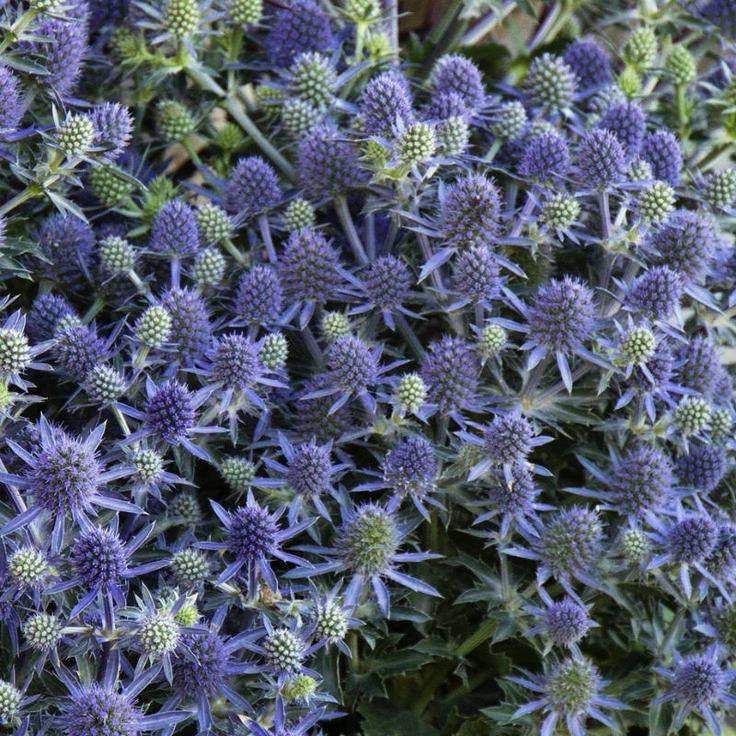 Eryngo Herb Seeds – Heirloom, Non-GMO Garden Essential Seeds for Planting