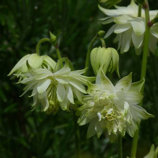 Light Green Aquilegia Flower Seeds for Planting – Easy-Grow Heirloom, Non-GMO, High Germination Seeds
