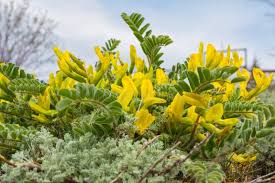 Yellow Astragalus Flower Seeds for Planting | Heirloom Non-GMO Organic Garden Seeds | Cut Flower Favorite, 100pcs