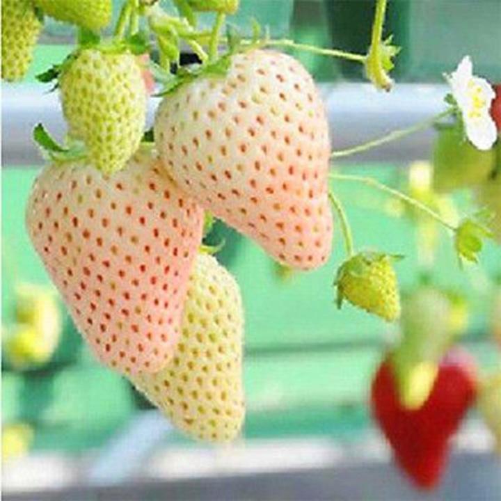 Cream Strawberry Fruit seeds – Heirloom, Non-GMO Seeds for Planting Unique White Berry Fruits