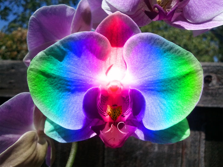 Rainbow Phalaenopsis Orchid Flower Seeds – Heirloom, Non-GMO, High Germination Organic Garden Seeds for Planting