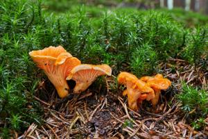 Chanterelle Spores for Planting – Heirloom & Non-GMO Forest-Inspired Mushroom Variety