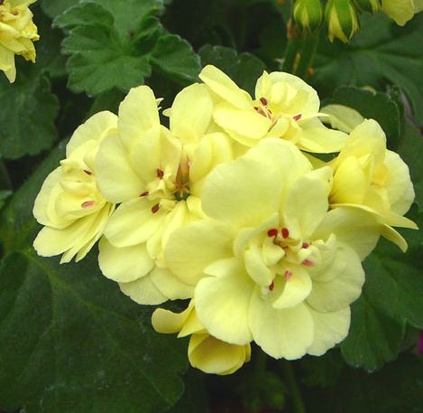 Yellow Geranium Pelargonium Flower Seeds for Planting – Heirloom, Non-GMO, High Germination, Cottage Garden