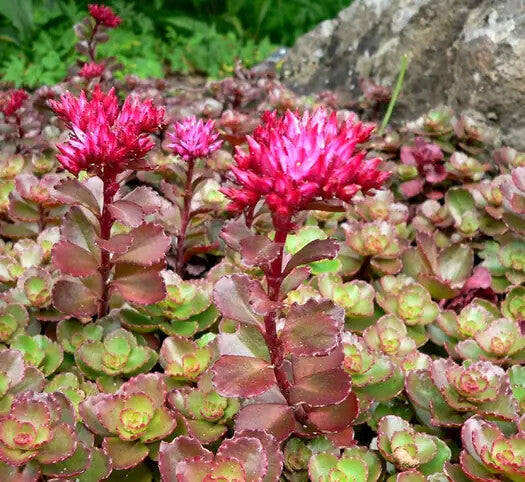 Pink Sedum Spurium Flower Seeds for Planting – Heirloom Non-GMO, High Germination Organic Garden Seeds