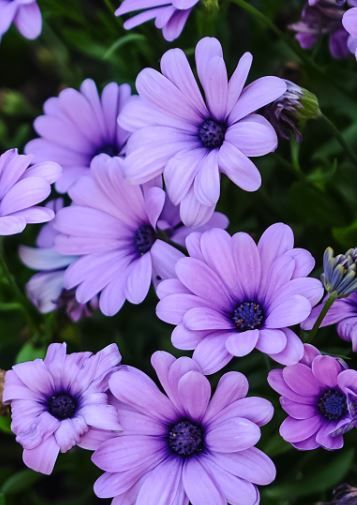 Light Violet Gerbera Flower Seeds for Planting – Heirloom Non-GMO High Germination Organic Garden Seeds