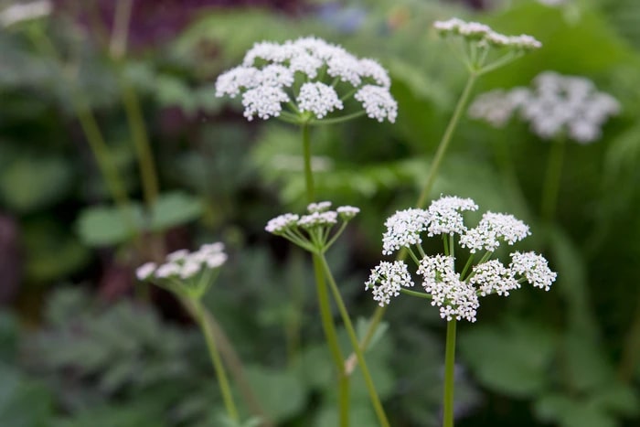 Scotch Lovage (Ligusticum scoticum) Flower Seeds for Planting | Heirloom, Non-GMO, High Germination